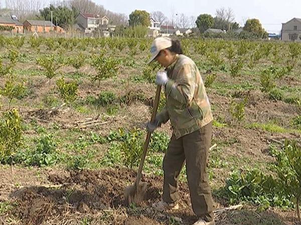 柑橘果樹種植辦理手藝視頻_如何讓柑橘二年樹夏日放二次梢