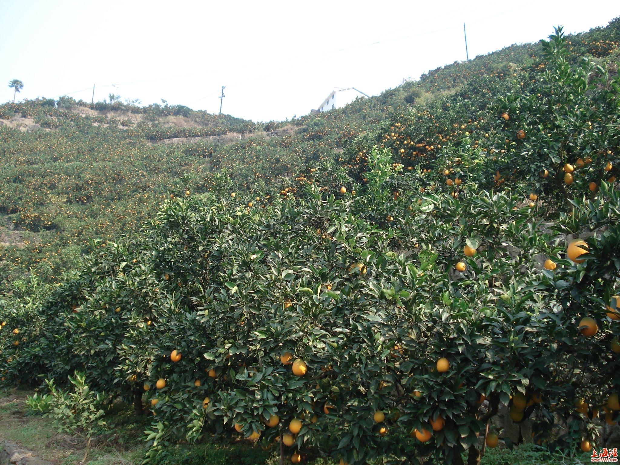 柑橘種植病蟲(chóng)害相關(guān)常識(shí)_柑桔葉部病害容易混淆