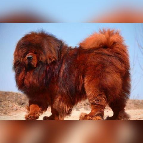 神犬8电影免费观看的长尾关键词有哪些