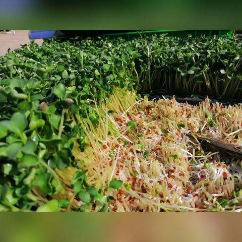 中午吃什么减肥