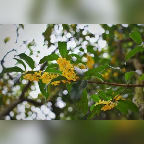 苏州市常熟四季花园酒店