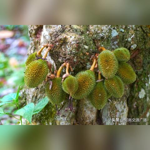 河南能种榴莲吗的相关长尾关键词有哪些