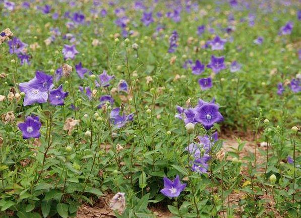 桔梗盆栽种植,荆芥是什么菜?