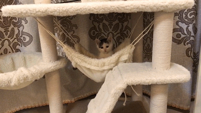 猫咪成年之后那些种种让人猝不及防的变化