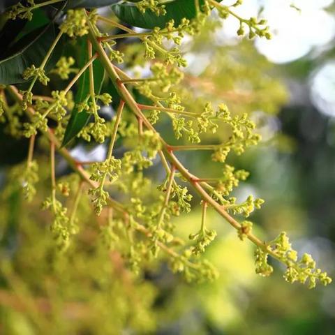 大暑节气有什么花