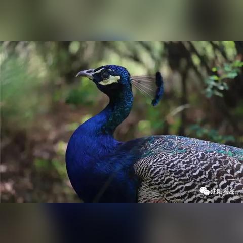 沈阳孔雀相关长尾关键词有哪些