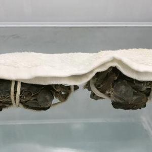 长沙市大闸蟹怎么样
