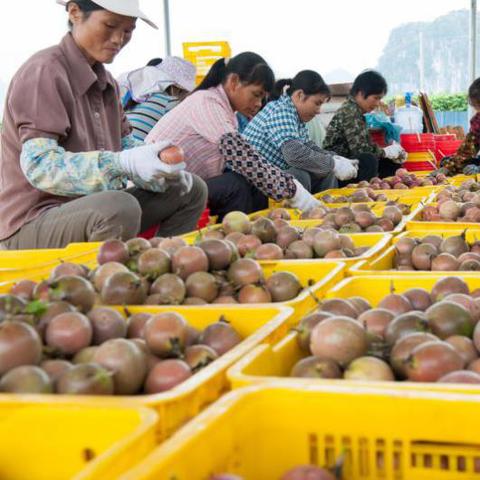 从南宁江南客运站怎么坐车去延安镇？