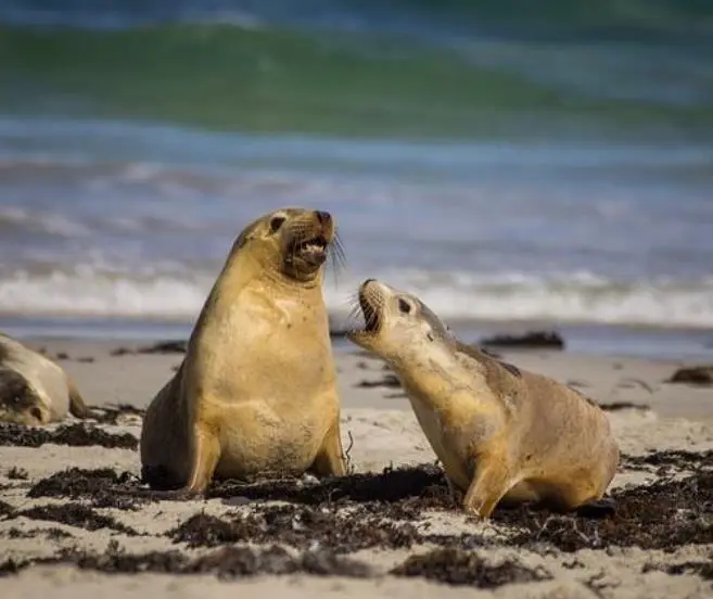 怎么出海护航英语 怎么出海护航英文