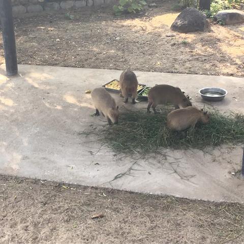 长沙市动物园哪个好玩儿