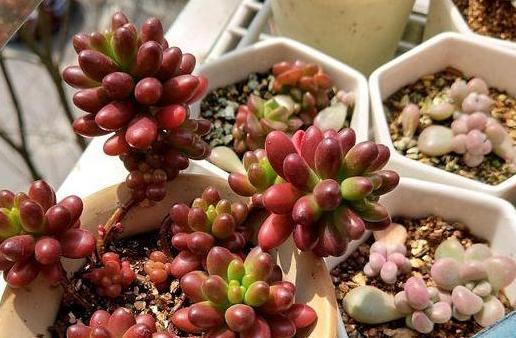 淘米水做多肉肥料