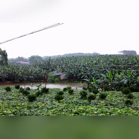 南宁拼多多跨境电商平台的相关长尾关键词有哪些