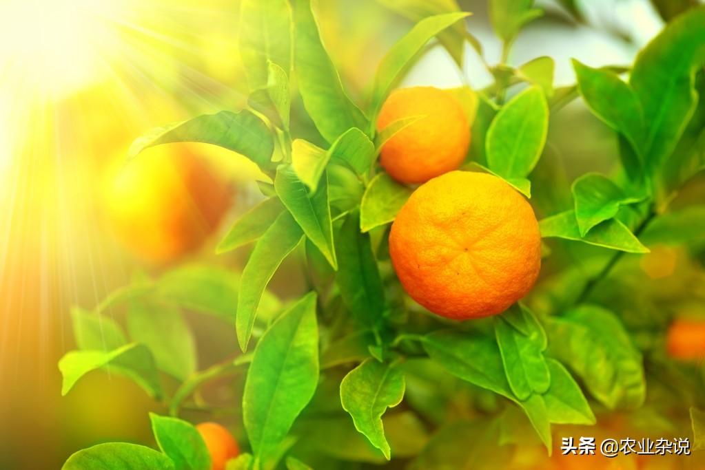 柑橘栽培技术与管理实验告总结怎么写（柑橘农资进入洗牌阶段）