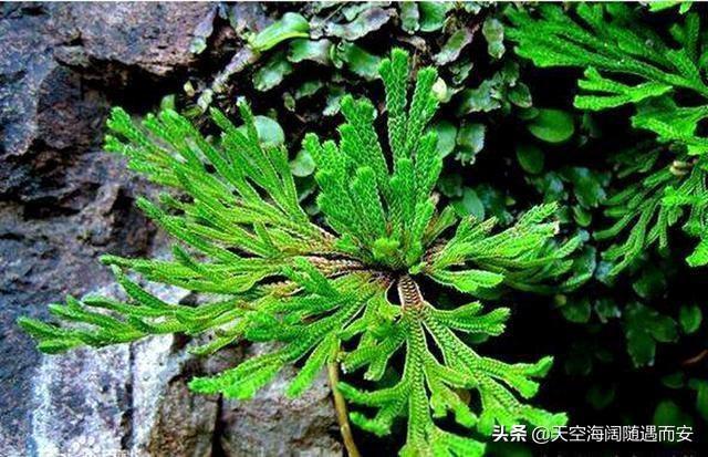 盆栽花下雨,夏天多肉要浇水时刚好下雨?