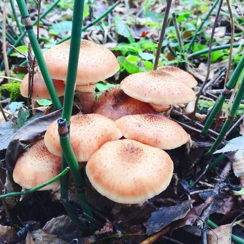 福建蘑菇干怎么样