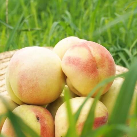 无锡市哪里有水蜜桃