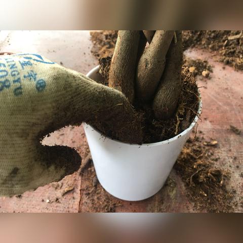 如何让发财树长粗一点视频讲解教程