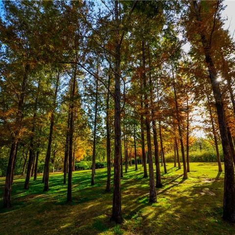 济南森林公园几a级？