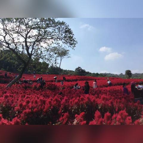 南宁市各乡镇集市哪个市场热闹