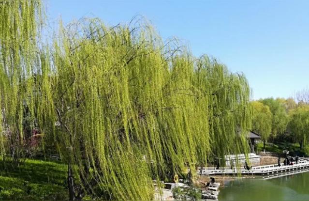 抖音副業(yè)的重要性分析報(bào)告怎么寫你認(rèn)為主業(yè) 運(yùn)營百科