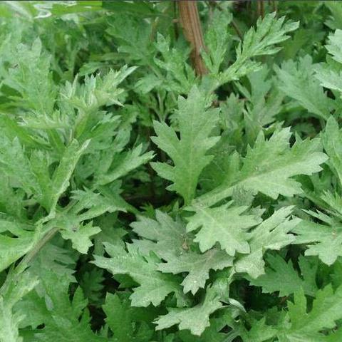 福建野菜做的糍粑叫什么