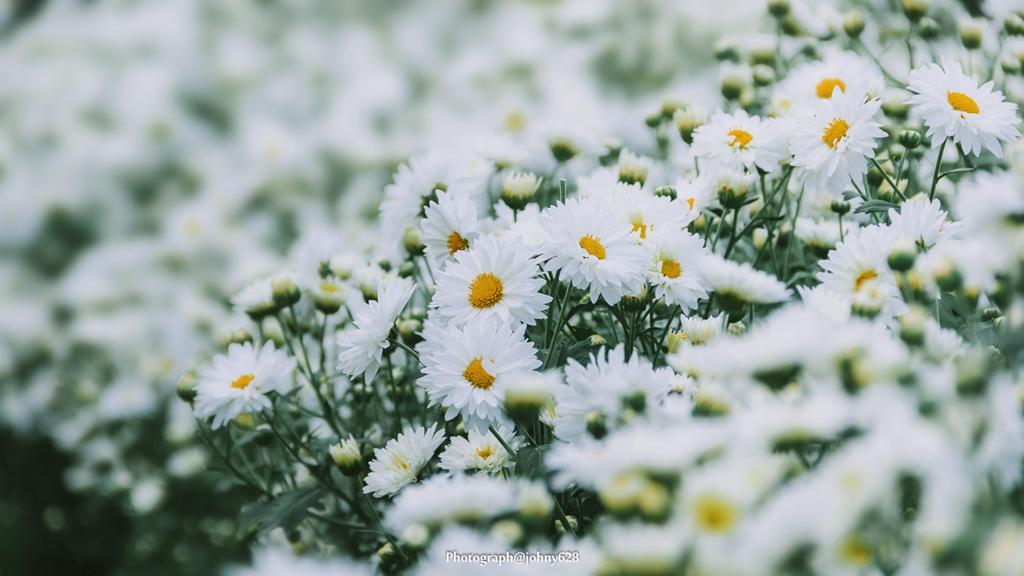 白菊花的花语,什么花的寓意是大爱无疆?"