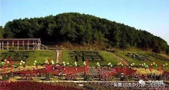 乡愁记忆：梦里家乡是菊花