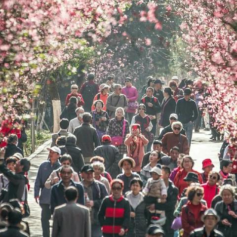 武汉鄂w车牌以后会限行嘛？