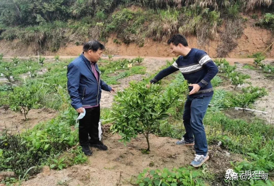 三明柑橘病蟲(chóng)害_若何分辨實(shí)假大紅袍