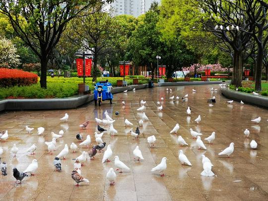 上海人民广场数百只鸽子雨中等候“投食”呆萌可爱很壮观