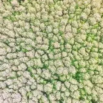 西安市什么地方有槐花