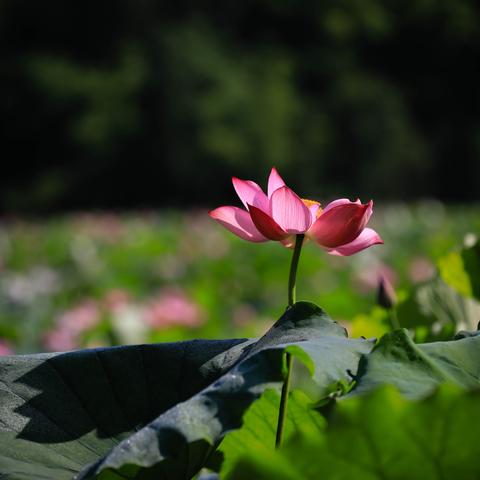 济南市荷花村在哪个区