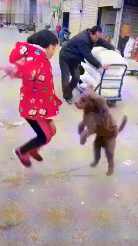 泰迪小色狗搞笑可爱萌萌哒gif