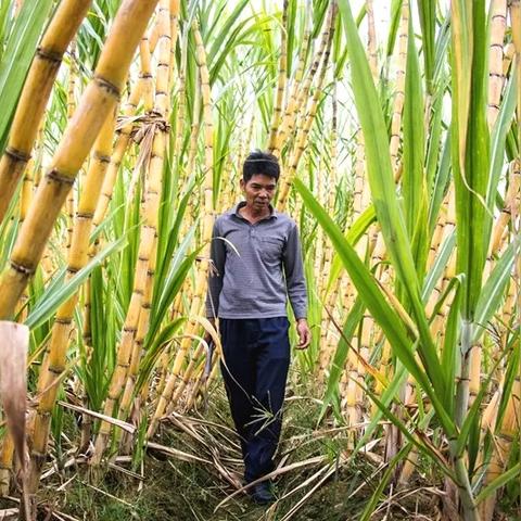 福建有一种水田里像甘蔗一样的笋是什么菜？