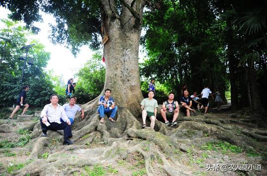 农民种植树木，为什么没有人选择种植金丝楠木呢？是不挣钱吗？