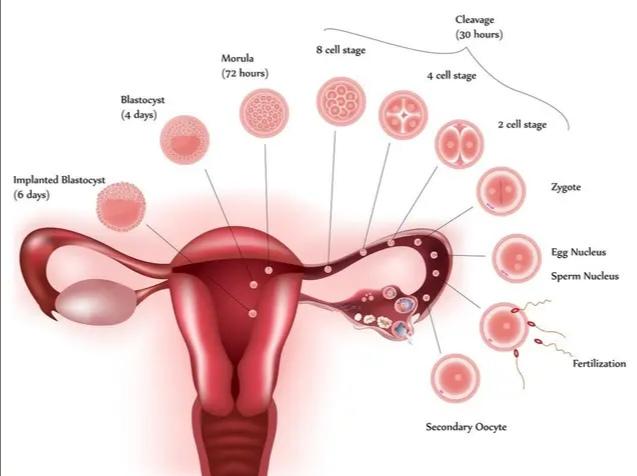 多囊卵巢综合征有什么前兆吗