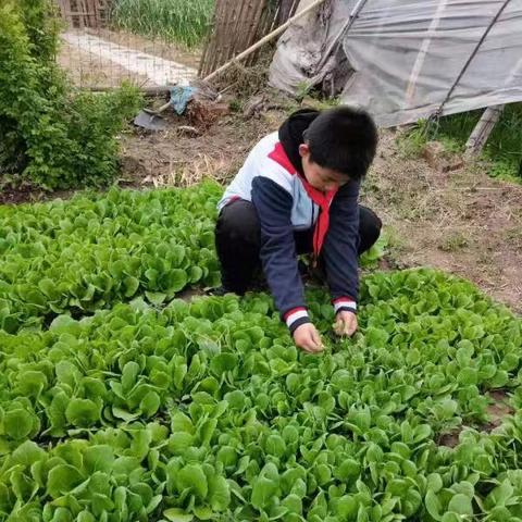 河北省保定市小学排名6的长尾关键词有哪些