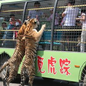 沈阳虎园门票价目表及优惠？