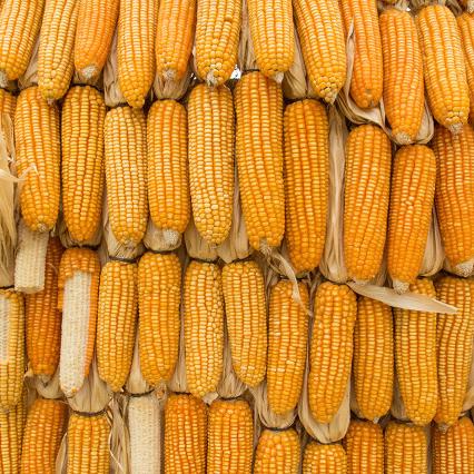 象屿哈尔滨相关长尾关键词有哪些