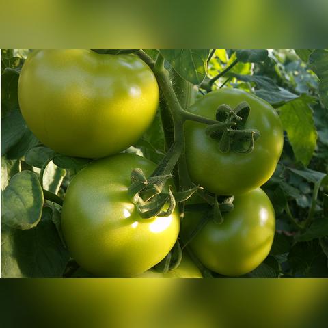 桂林全州县西瓜甜瓜冬瓜相关长尾关键词有哪些