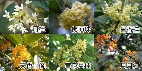 日香桂花期,什么桂花月月开花又最香?