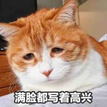  神经病猫搞笑QQ幽默表情包