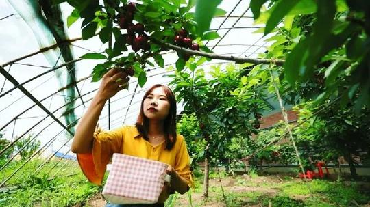 法律系大学生回乡创业！如何用“巧劲儿”干农活？