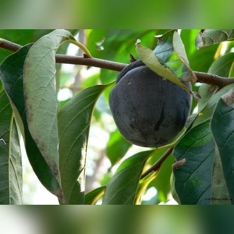 河南种什么果树最赚钱