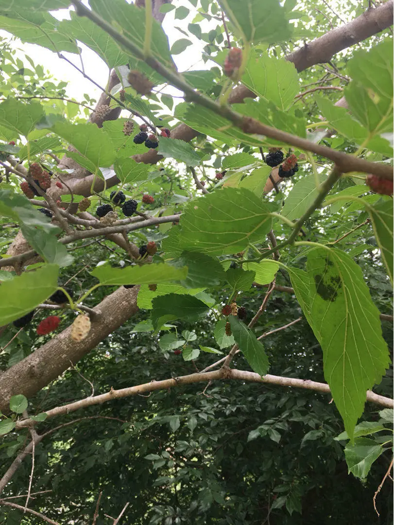 公司做专利怎么付费 美国专利不用付费吗