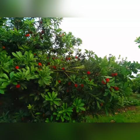 桂林市乒乓球台在哪里