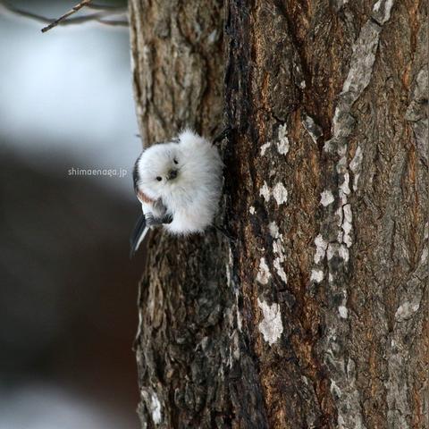 有糯米粉可以做什么的长尾关键词有哪些