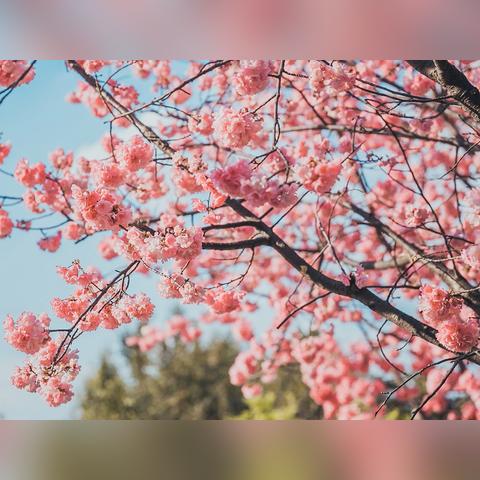 武汉春季可种哪些菜？