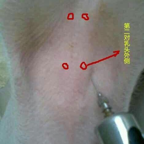 保定市出售小猪的长尾关键词有什么