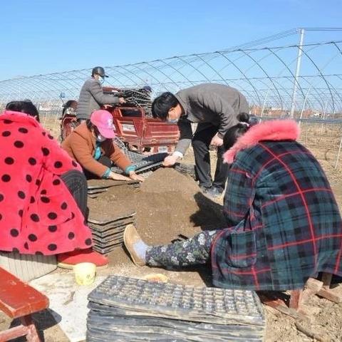 河南息县种什么玉米好吃